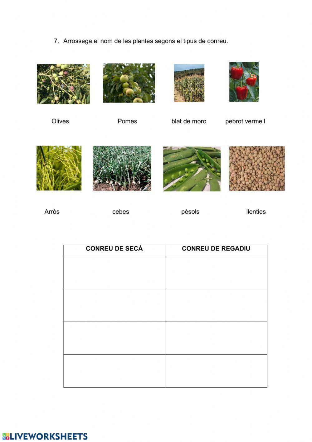 La funció de reproducció de les plantes i l'agricultura.
