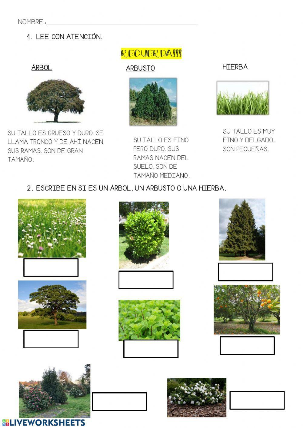 Clasificación de hierbas, arbustos y árboles