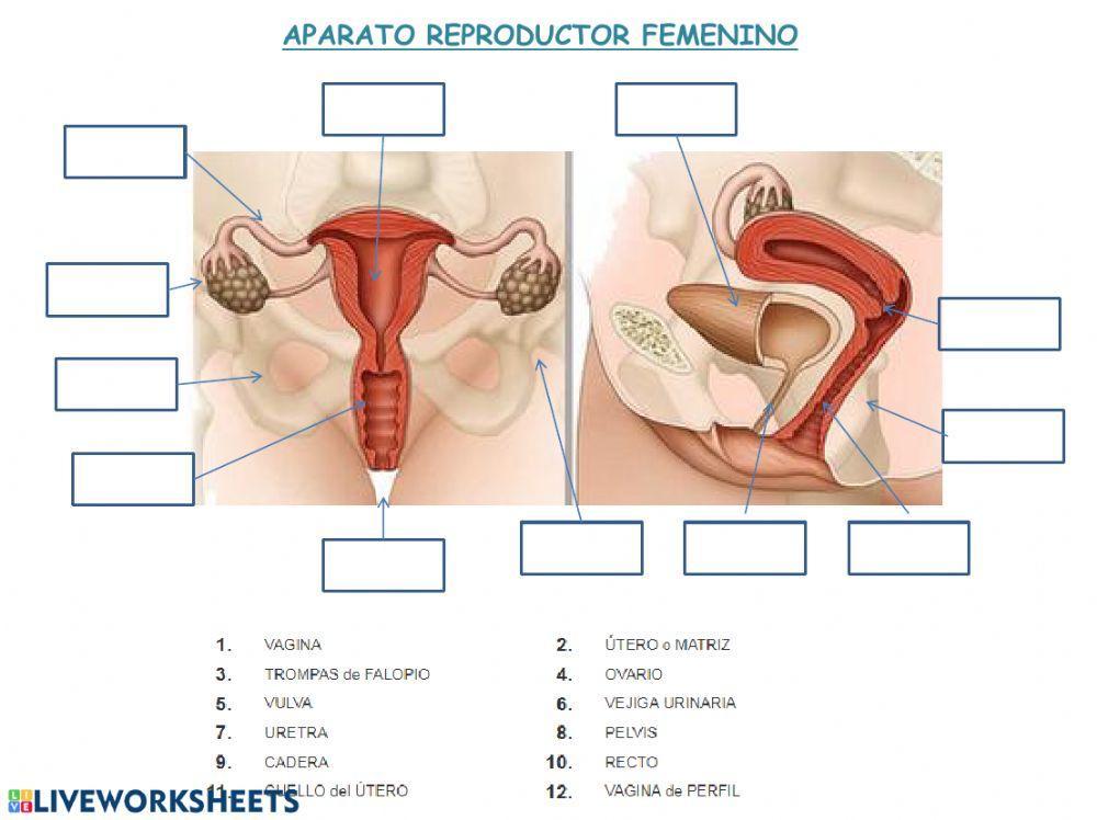 Aparato reproductor