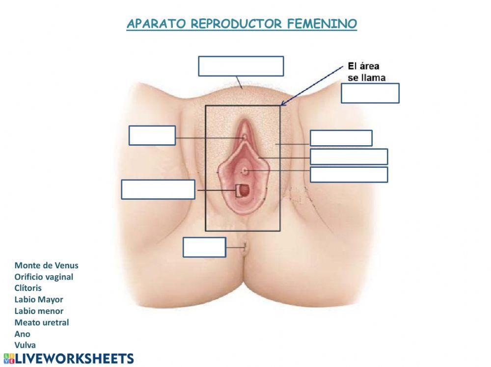 Aparato reproductor