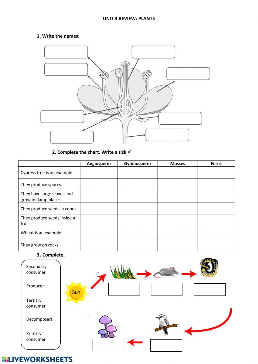 Plants Review worksheet Live Worksheets