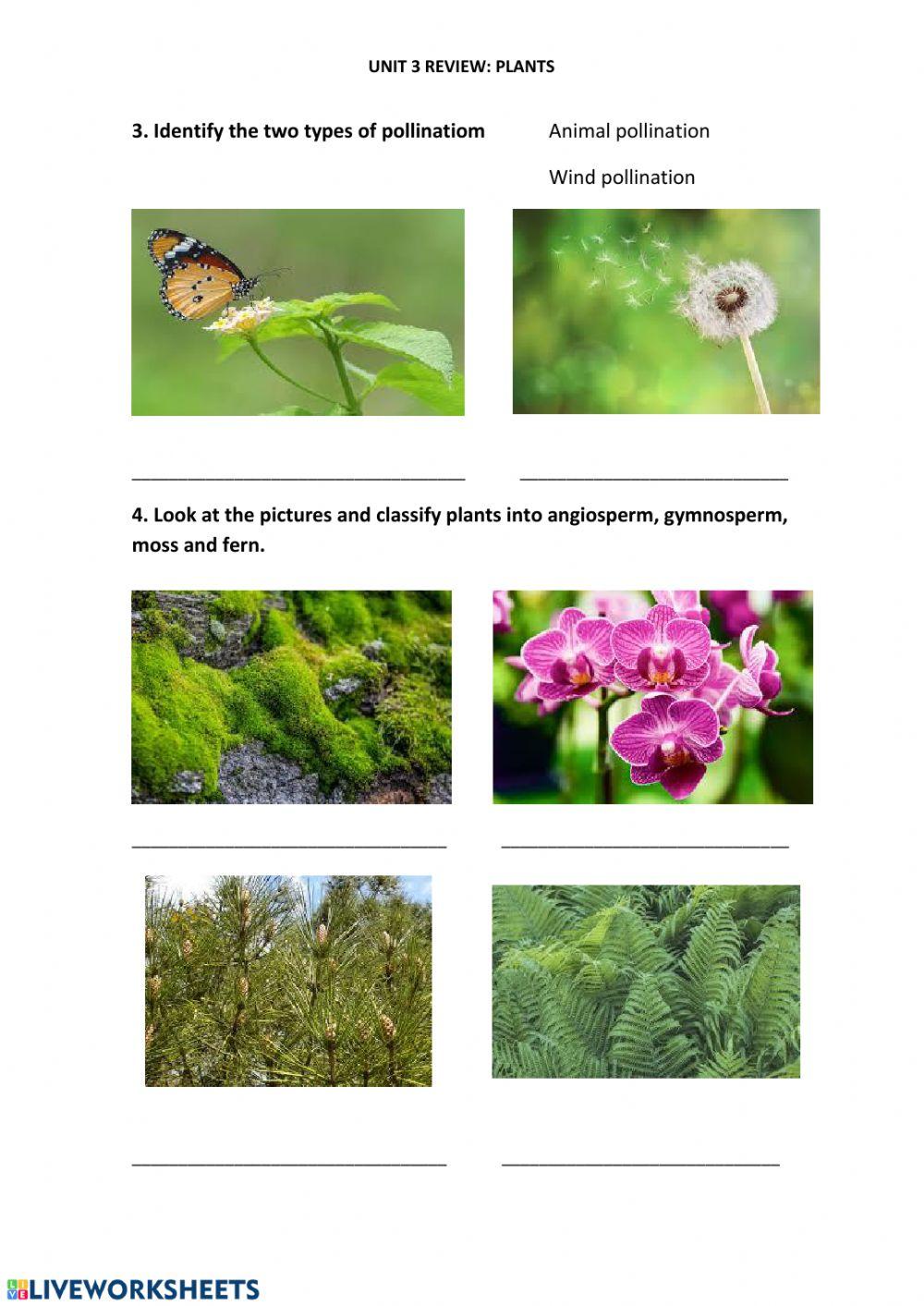 Plants Review worksheet Live Worksheets