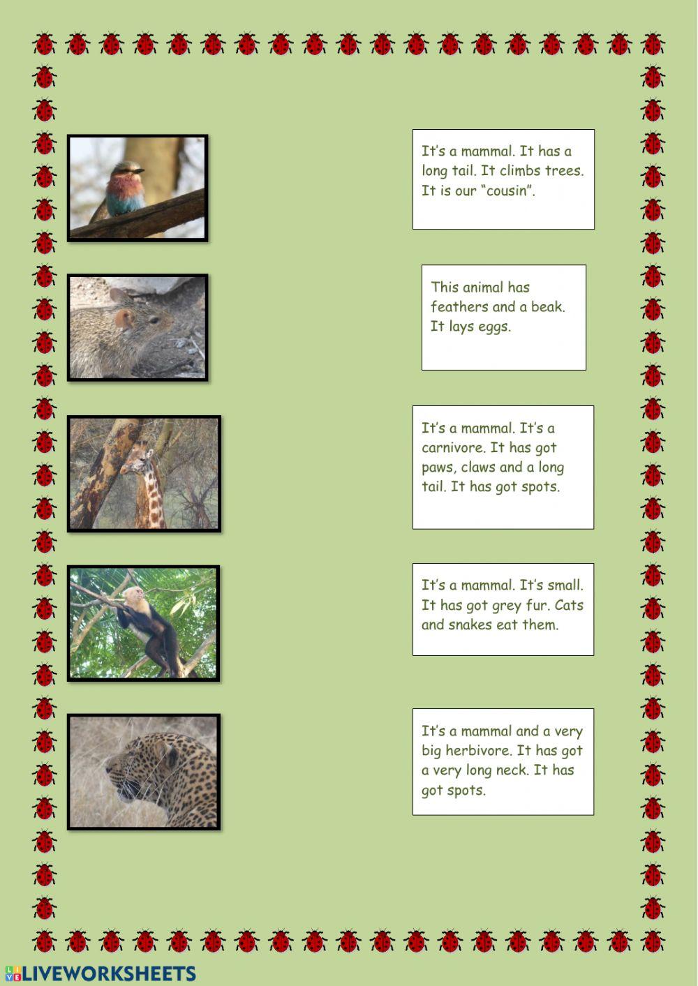 Match animals and definitions