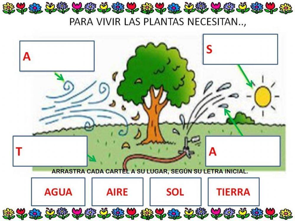 ELEMENTOS NECESARIOS PARA LAS PLANTAS