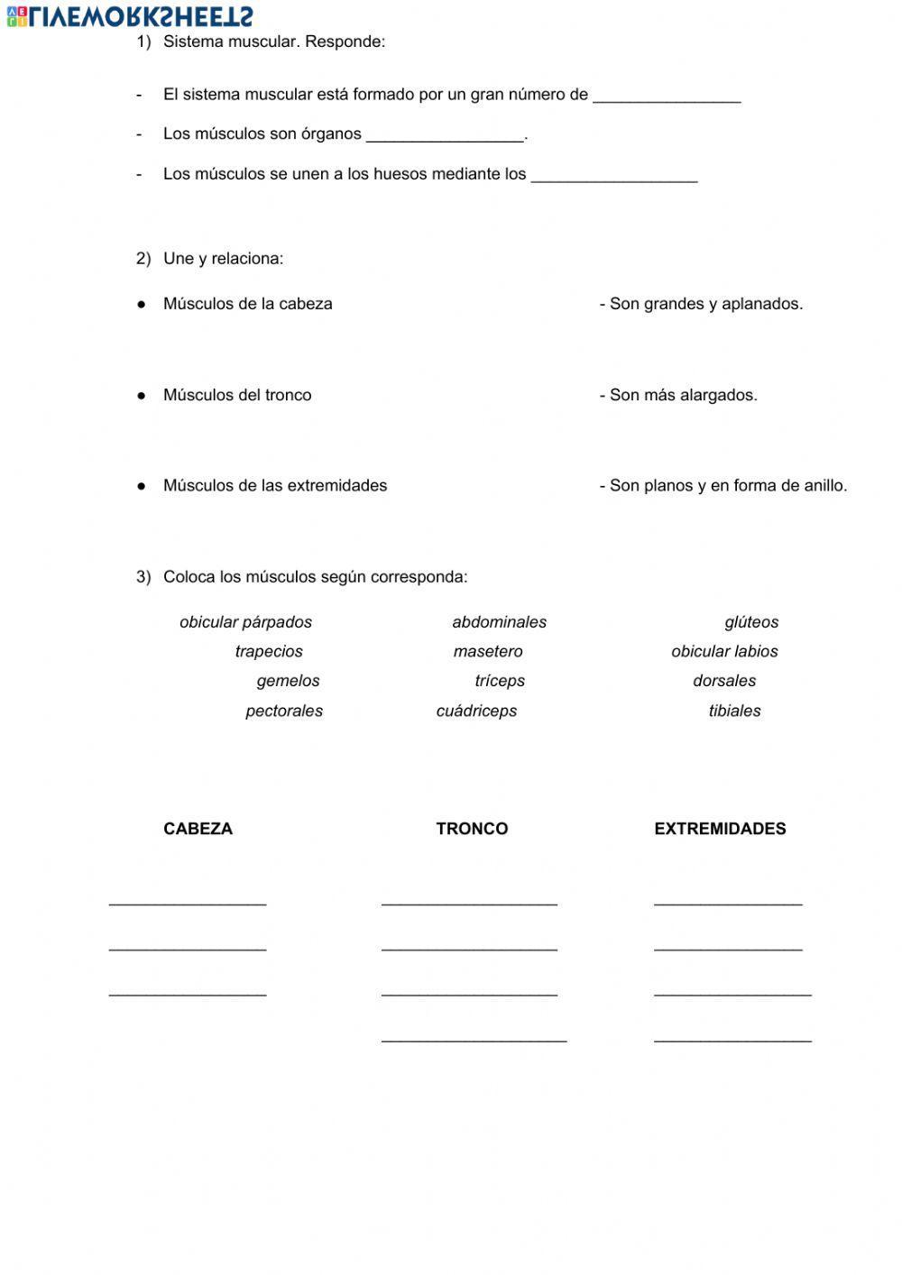 Los músculos y el movimiento