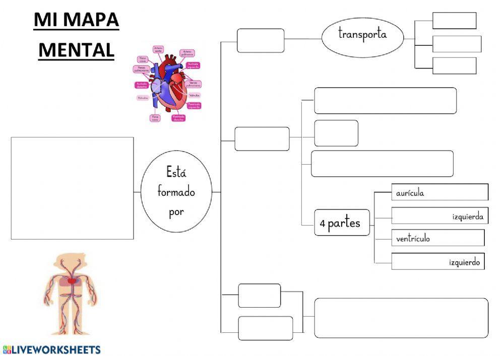 Mapa mental sobre el sistema circulatorio
