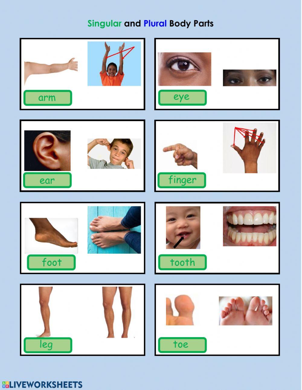 Plural Body Parts Plural Body Parts