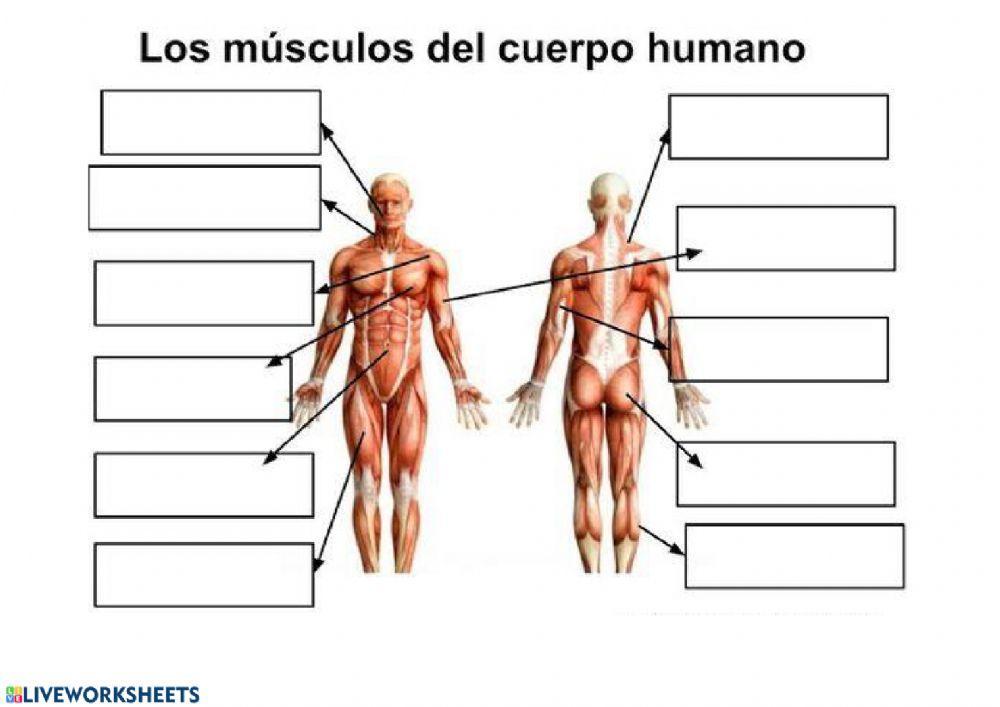 Los musculos