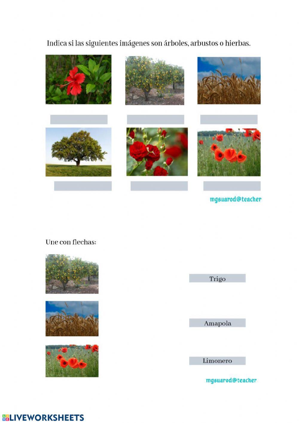 Árboles, arbustos , hierbas