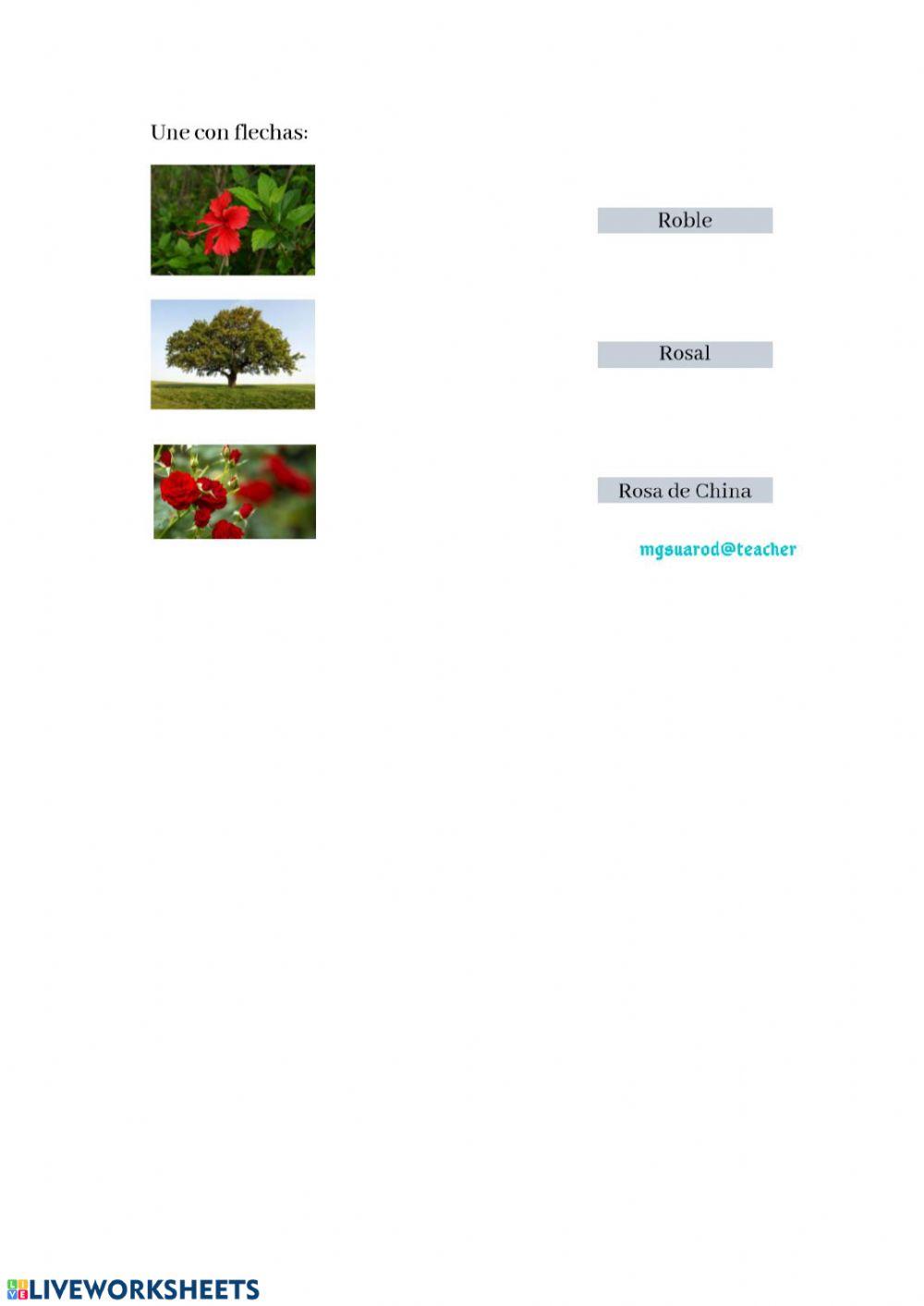 Árboles, arbustos , hierbas