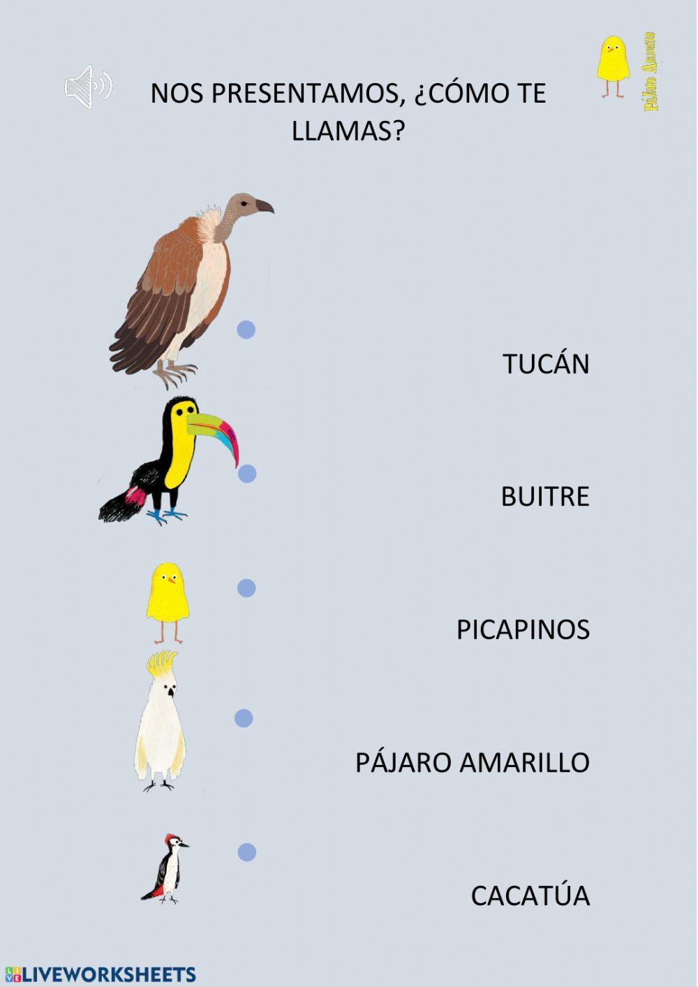 Vocabulario de aves