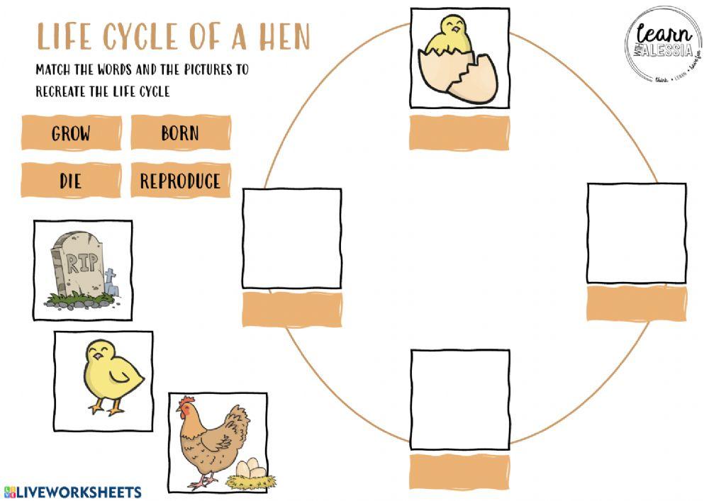 Life Cycle of a Hen