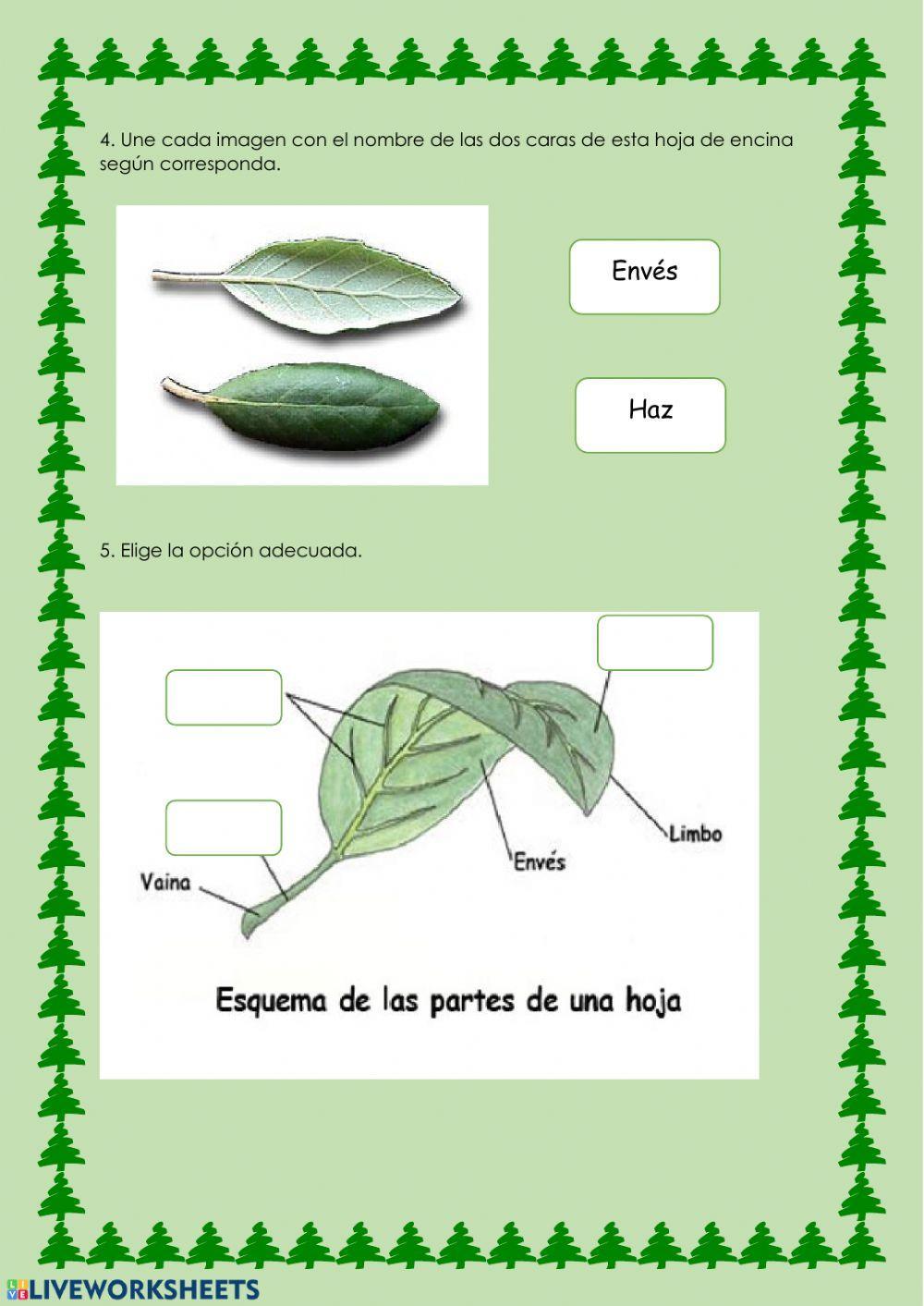 Repaso Tema plantas
