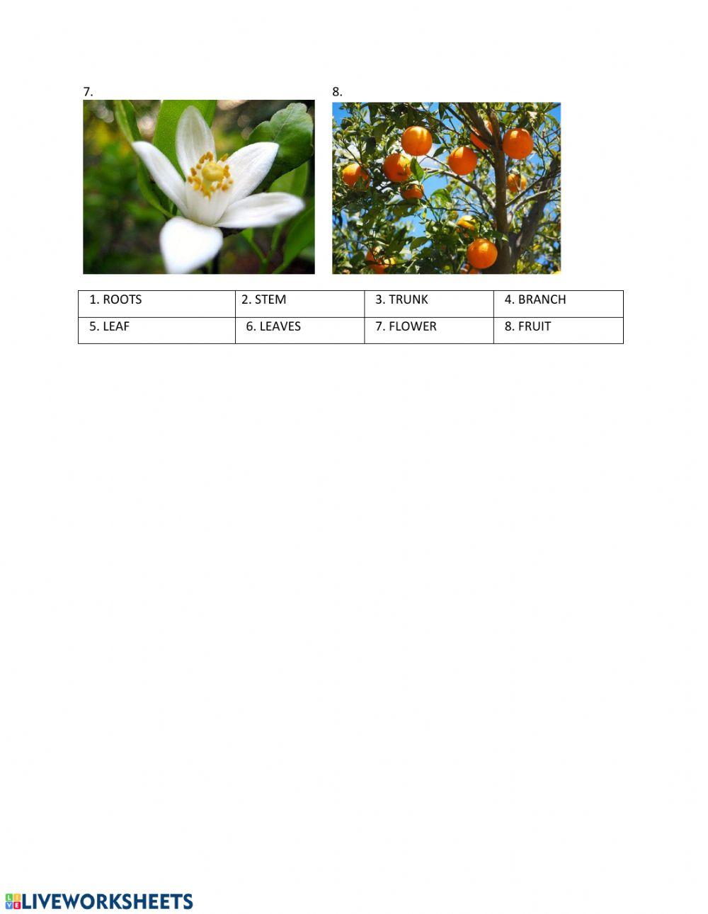 Plants Vocabulary Pronunciation