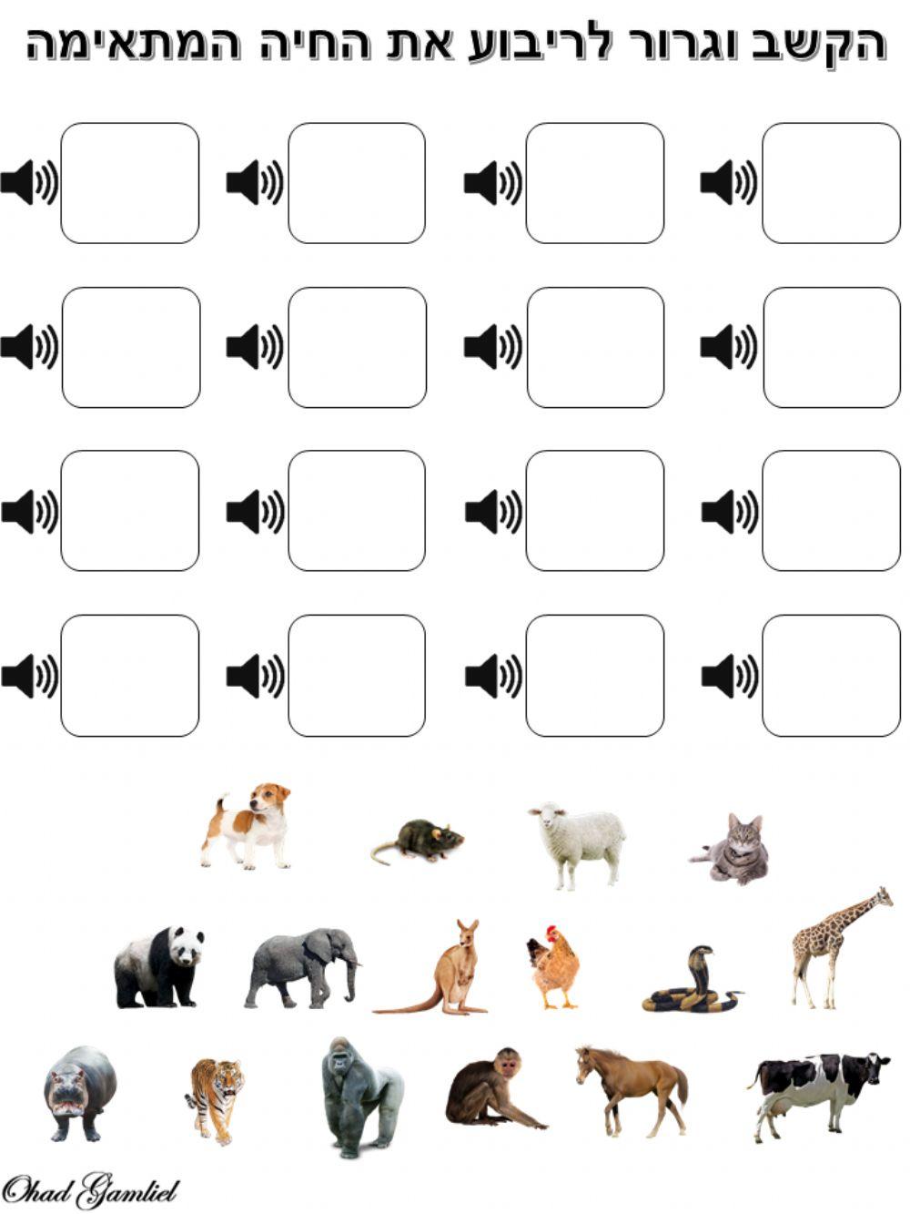 הקשב וגרור לריבוע את החיה המתאימה