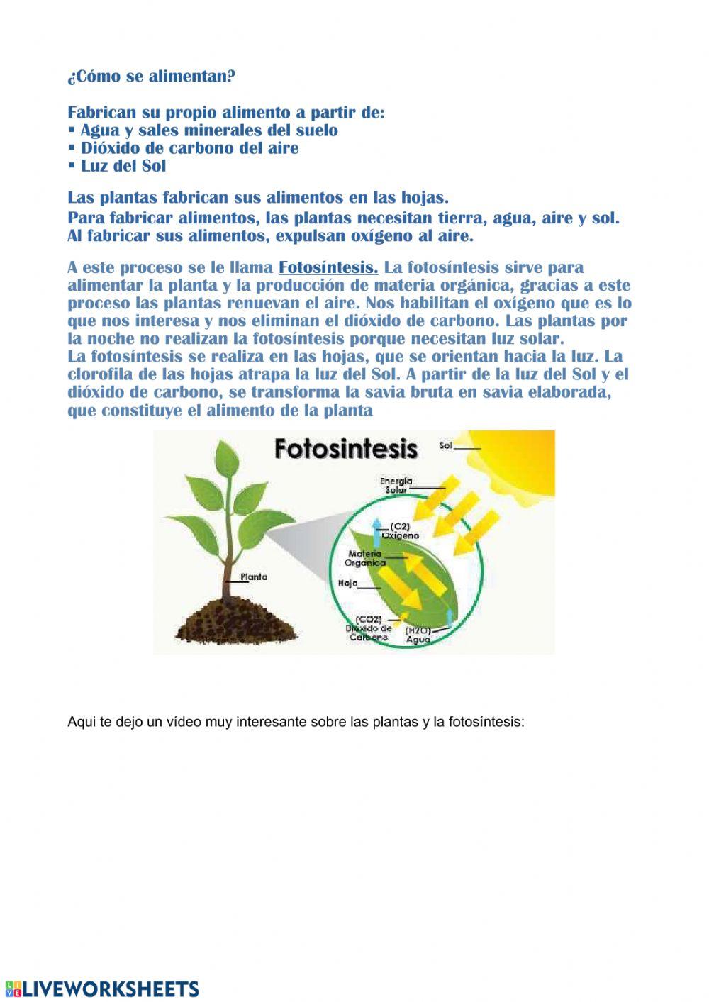 Las Plantas y la fotosíntesis