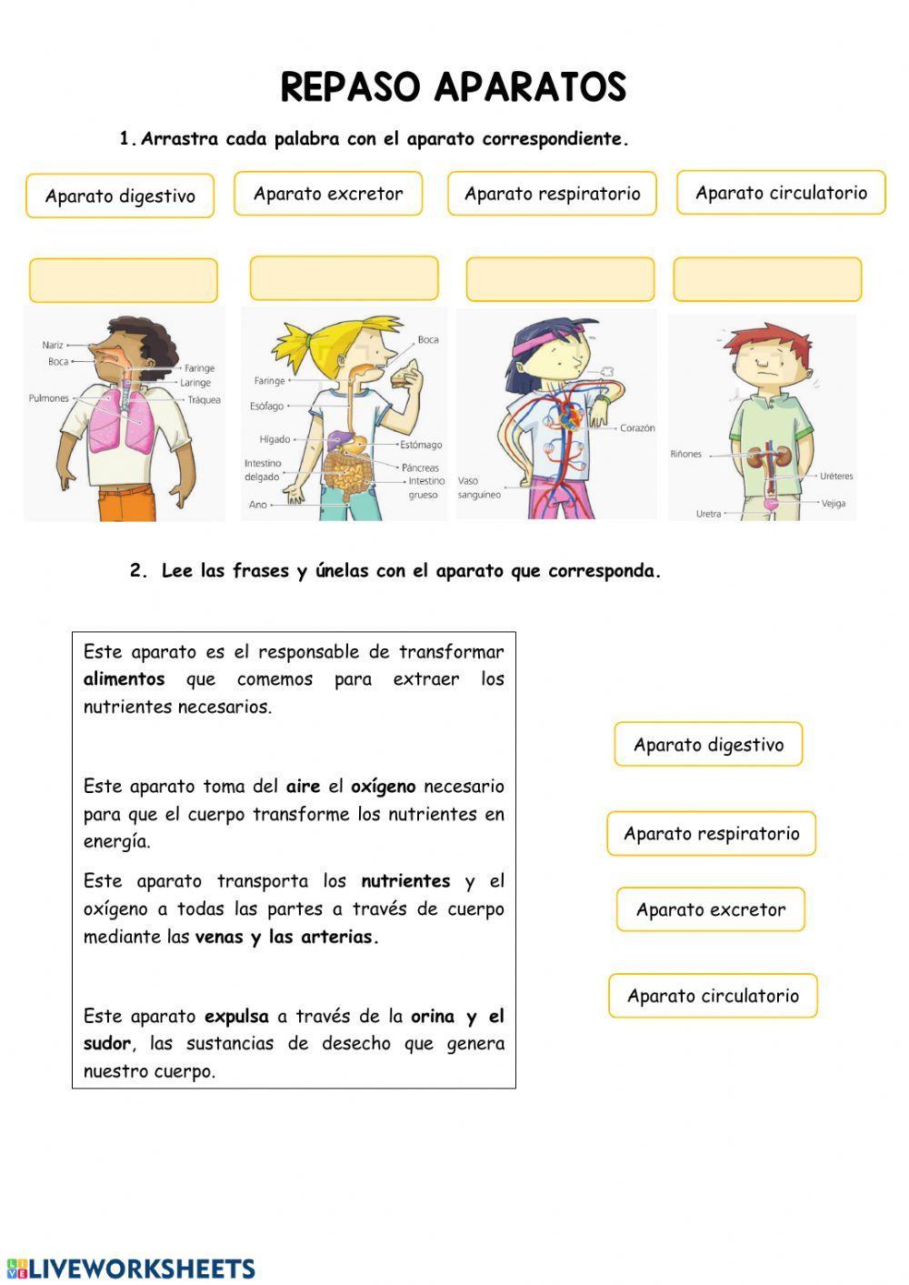 Aparatos y sistemas (repaso)