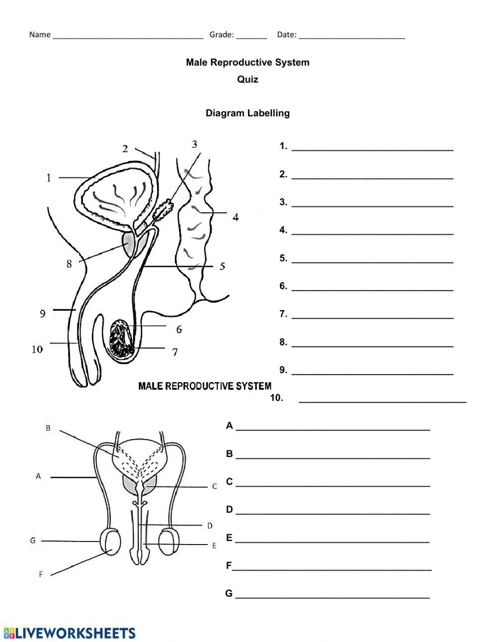5494249 Male Reproductive System Quiz KFeature