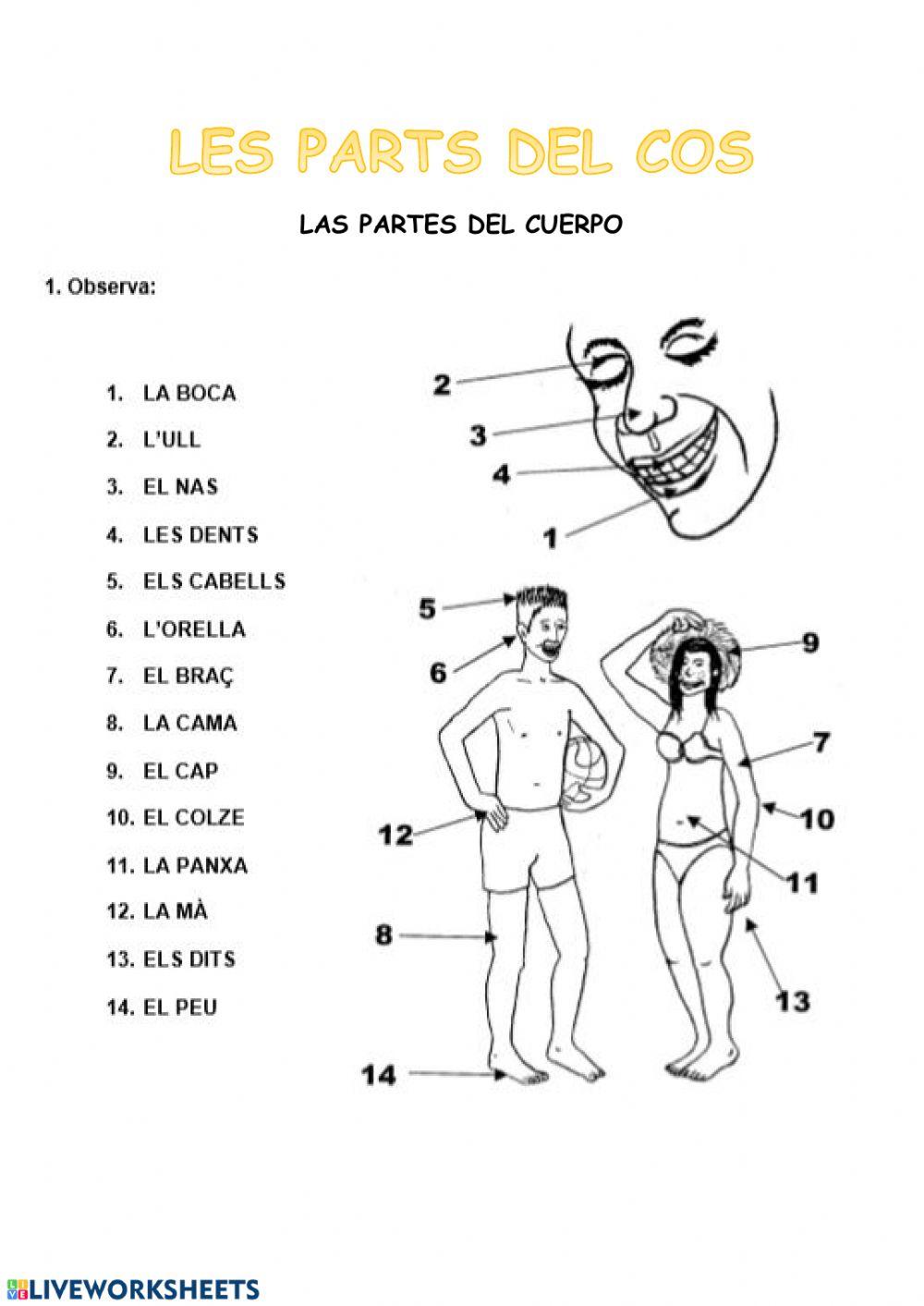 French Body Parts Worksheet | Worksheets Worksheets, image size:1000x1413