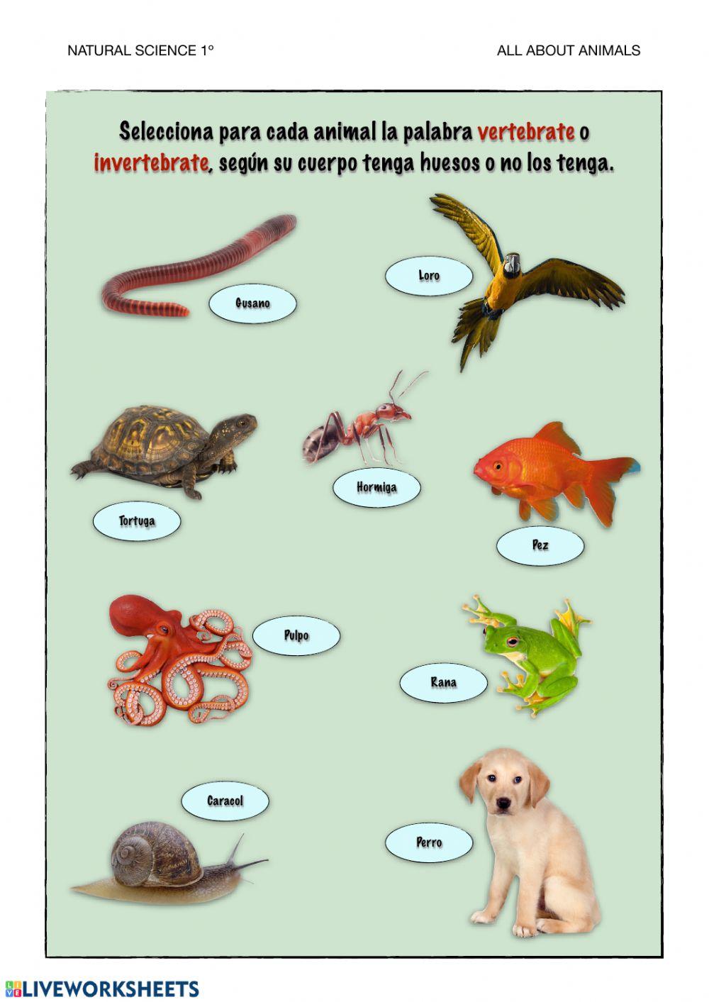 Vertebrates or invertebrates