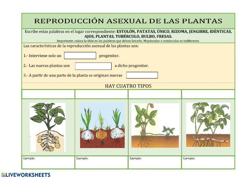 Reproducción asexual de las plantas