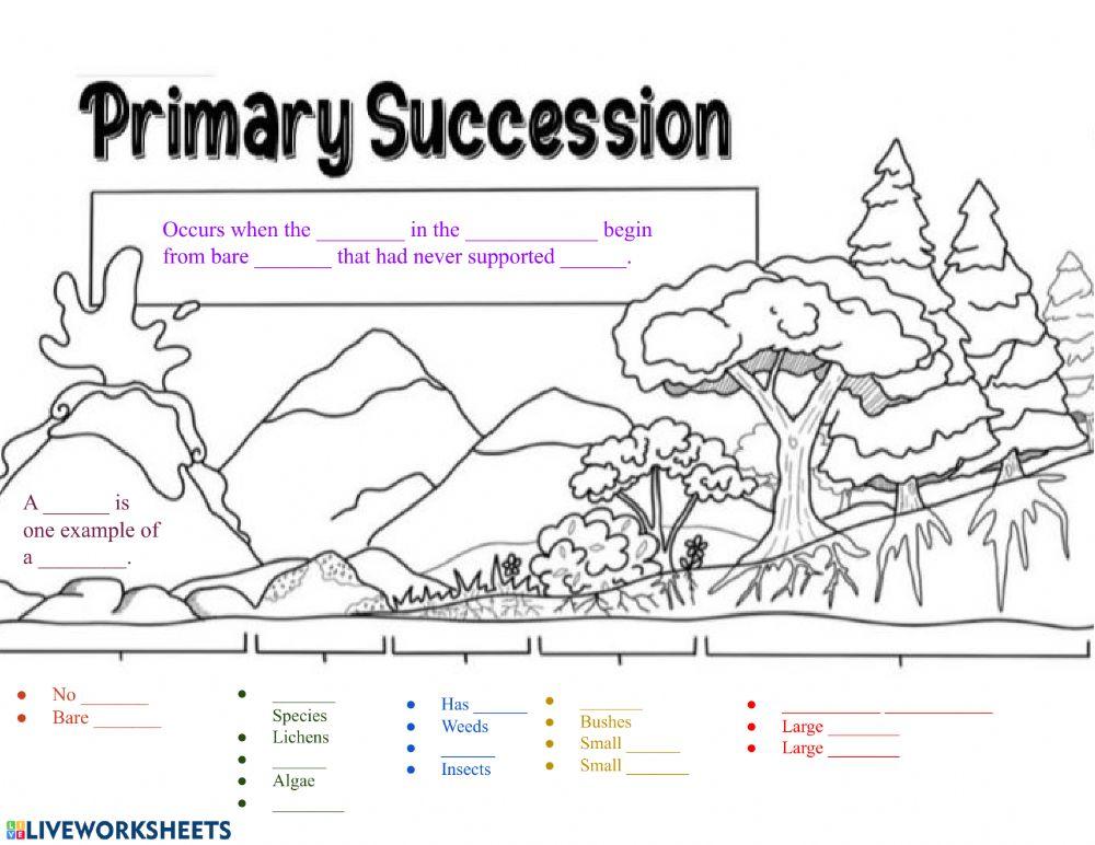 primary-and-secondary-succession-worksheet
