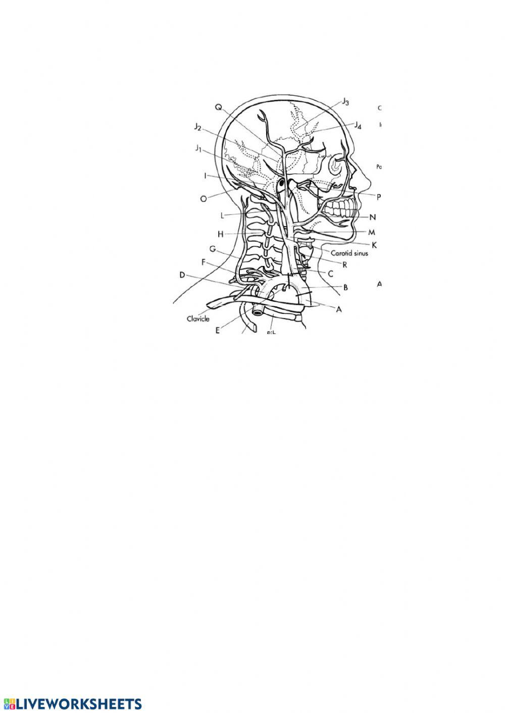 Артерії голови та шиї