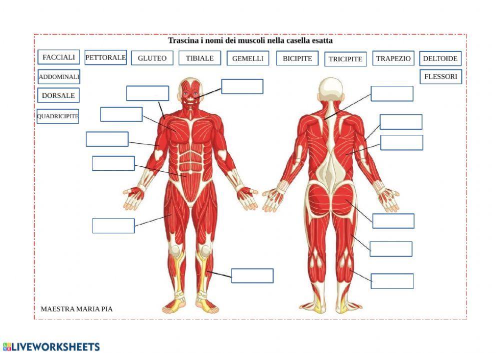 Il sistema muscolare