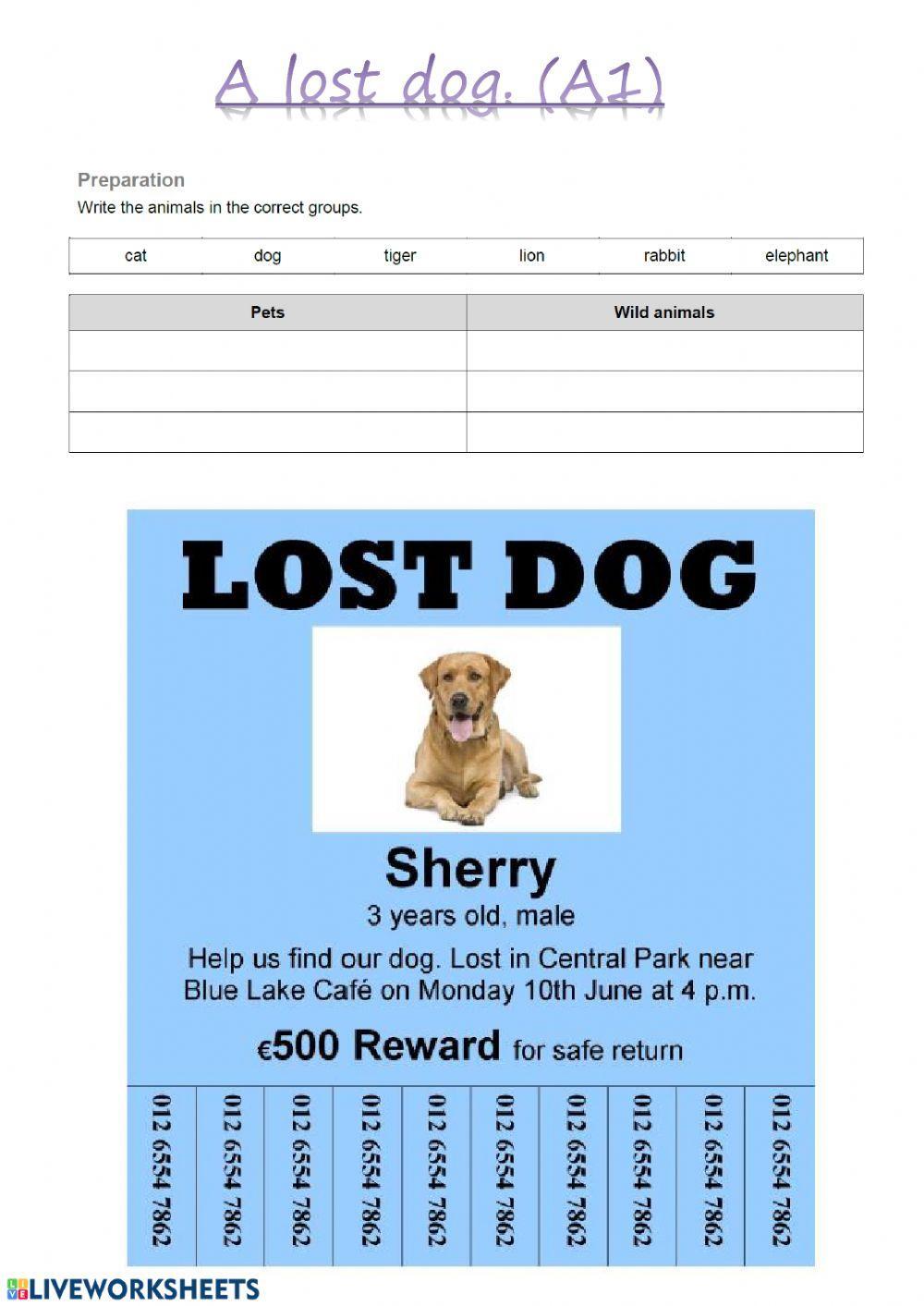 A lost dog