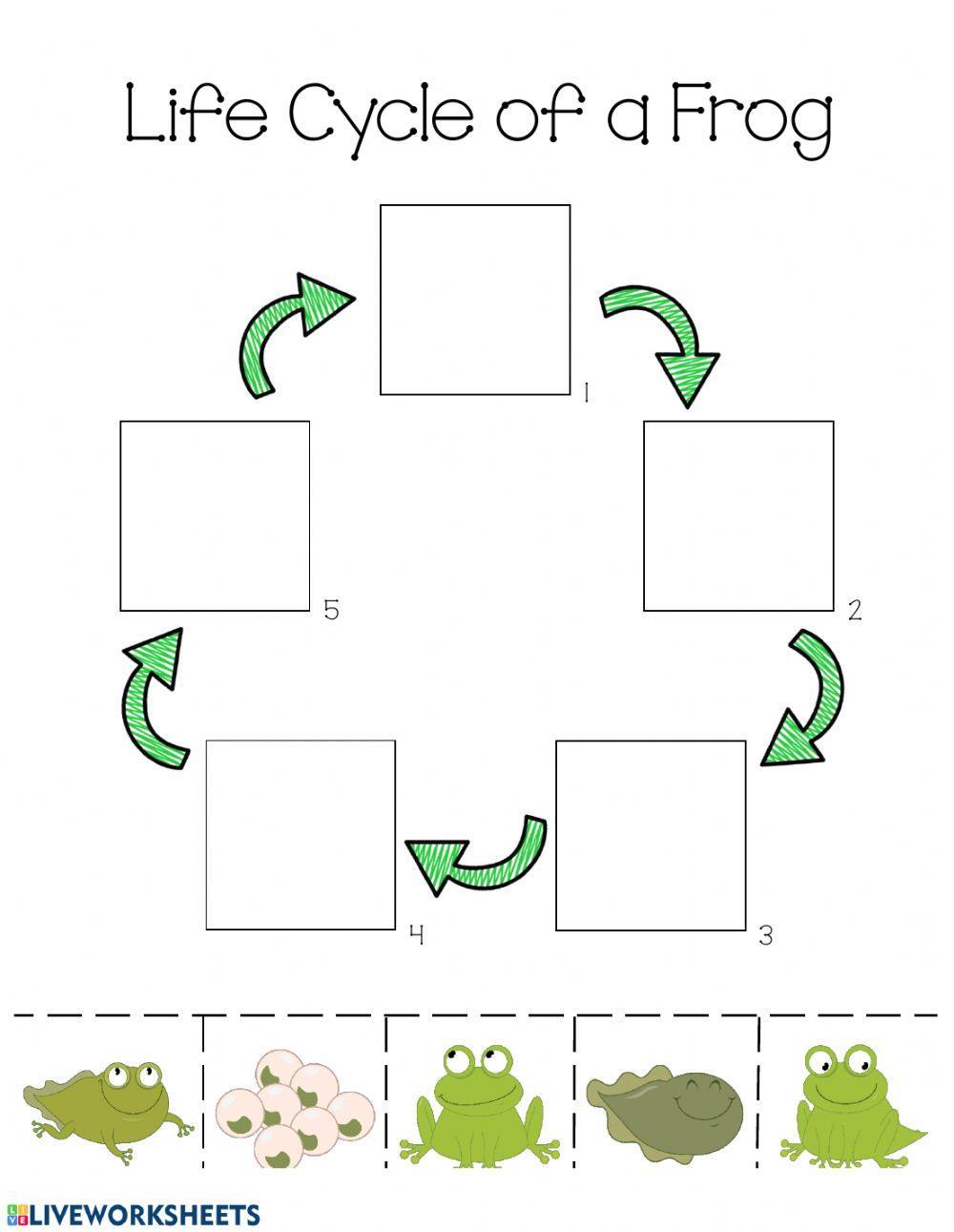 Life Cycle of a Frog