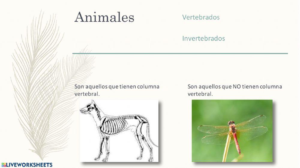 Los animales
