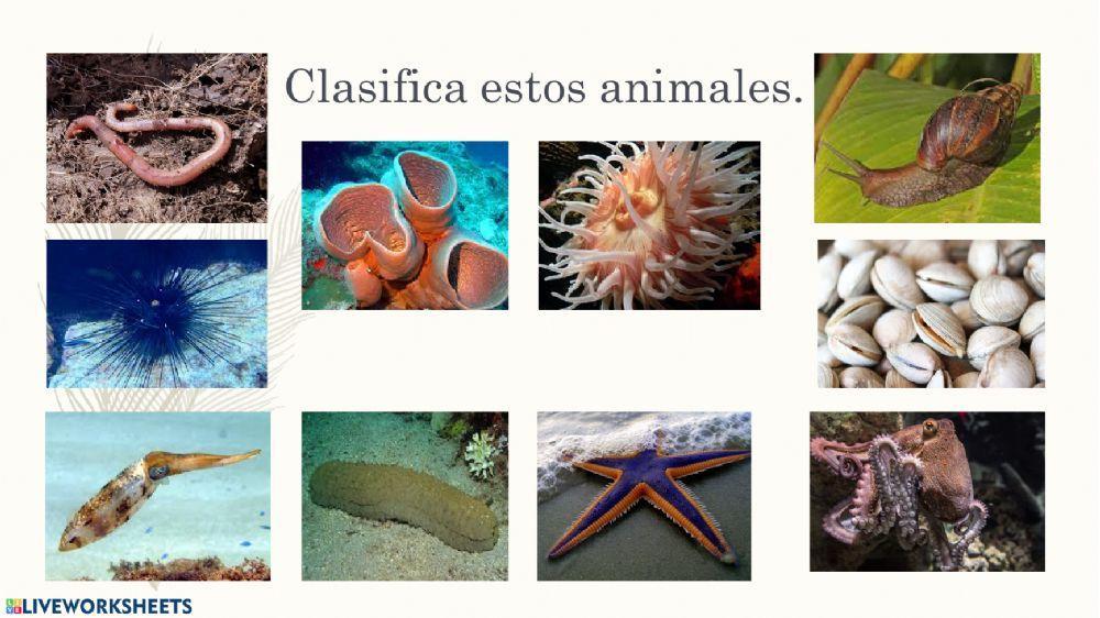 El mundo de los animales parte 2