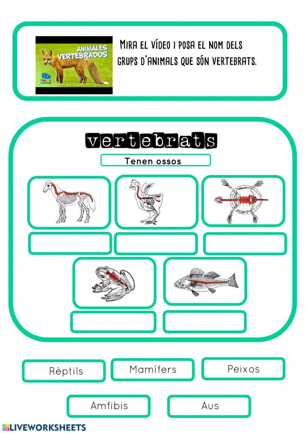 Animals vertebrats