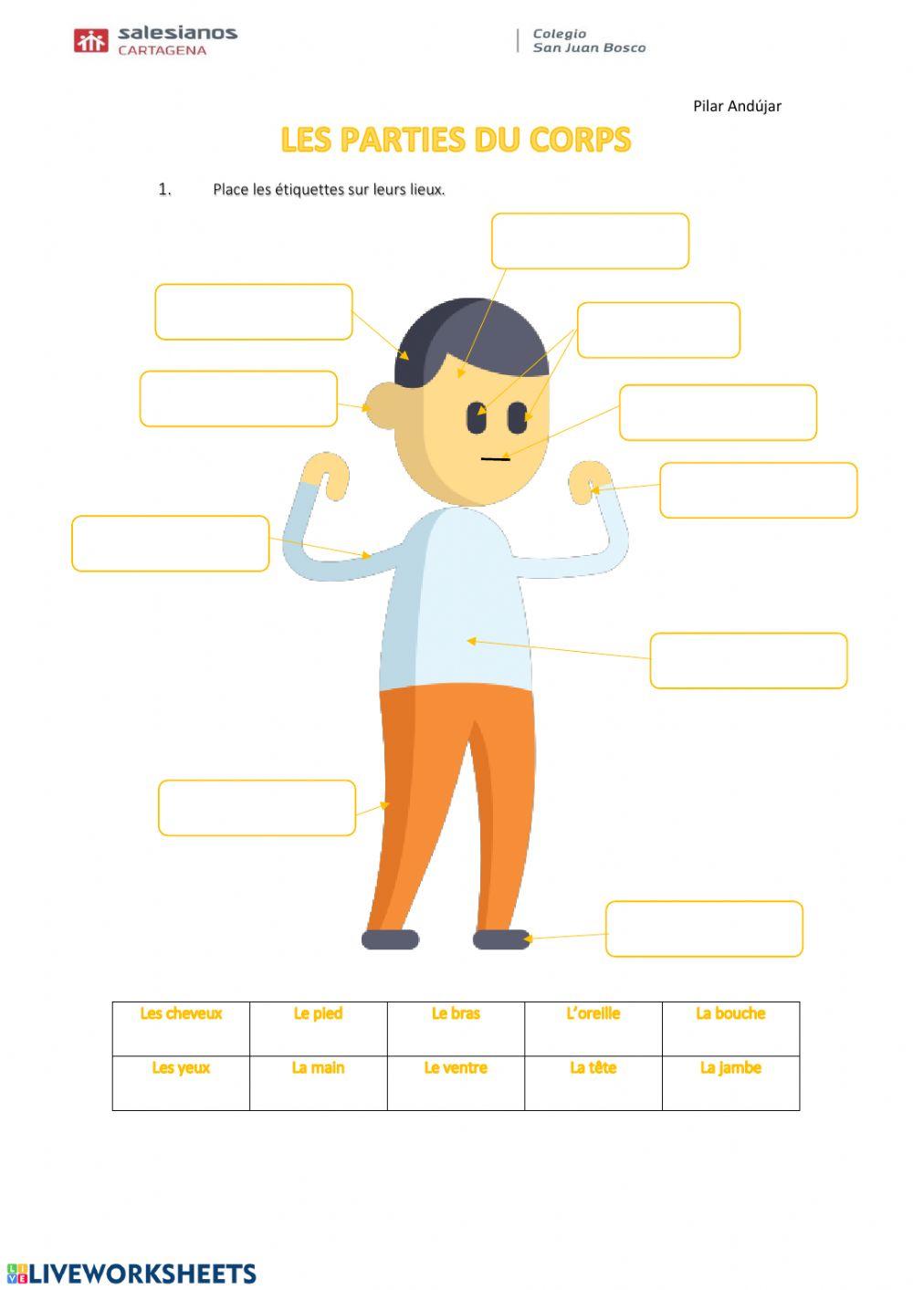 Les parties du corps