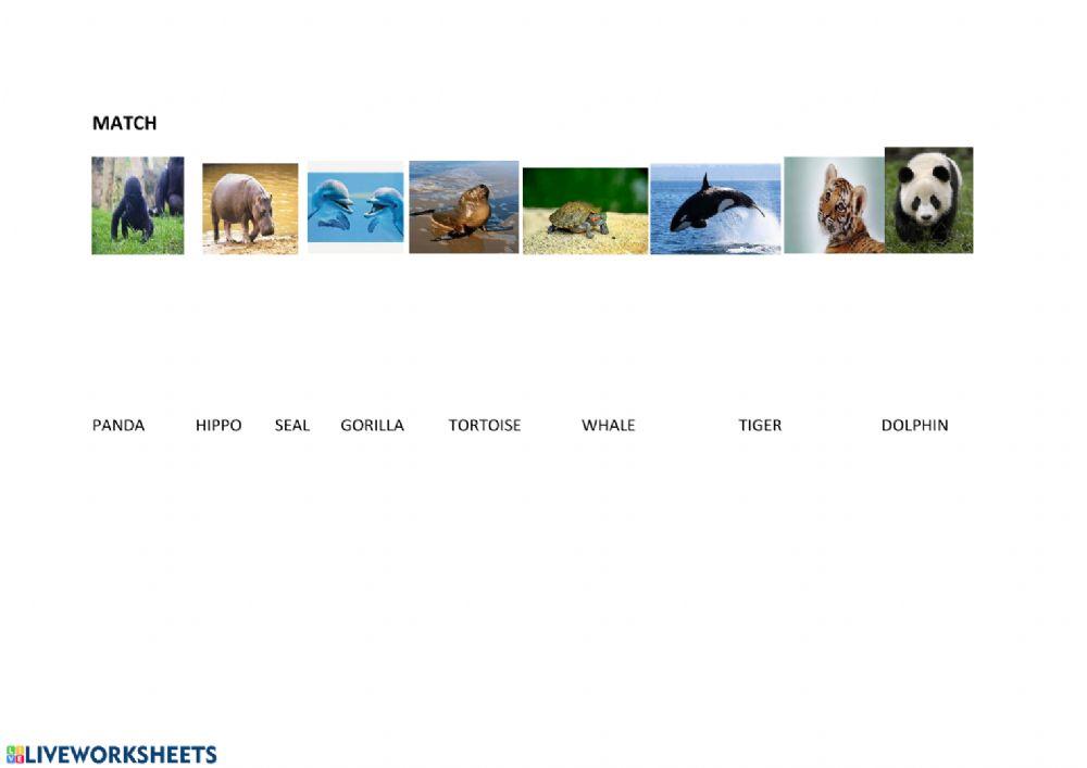 Animals, to be and present simple