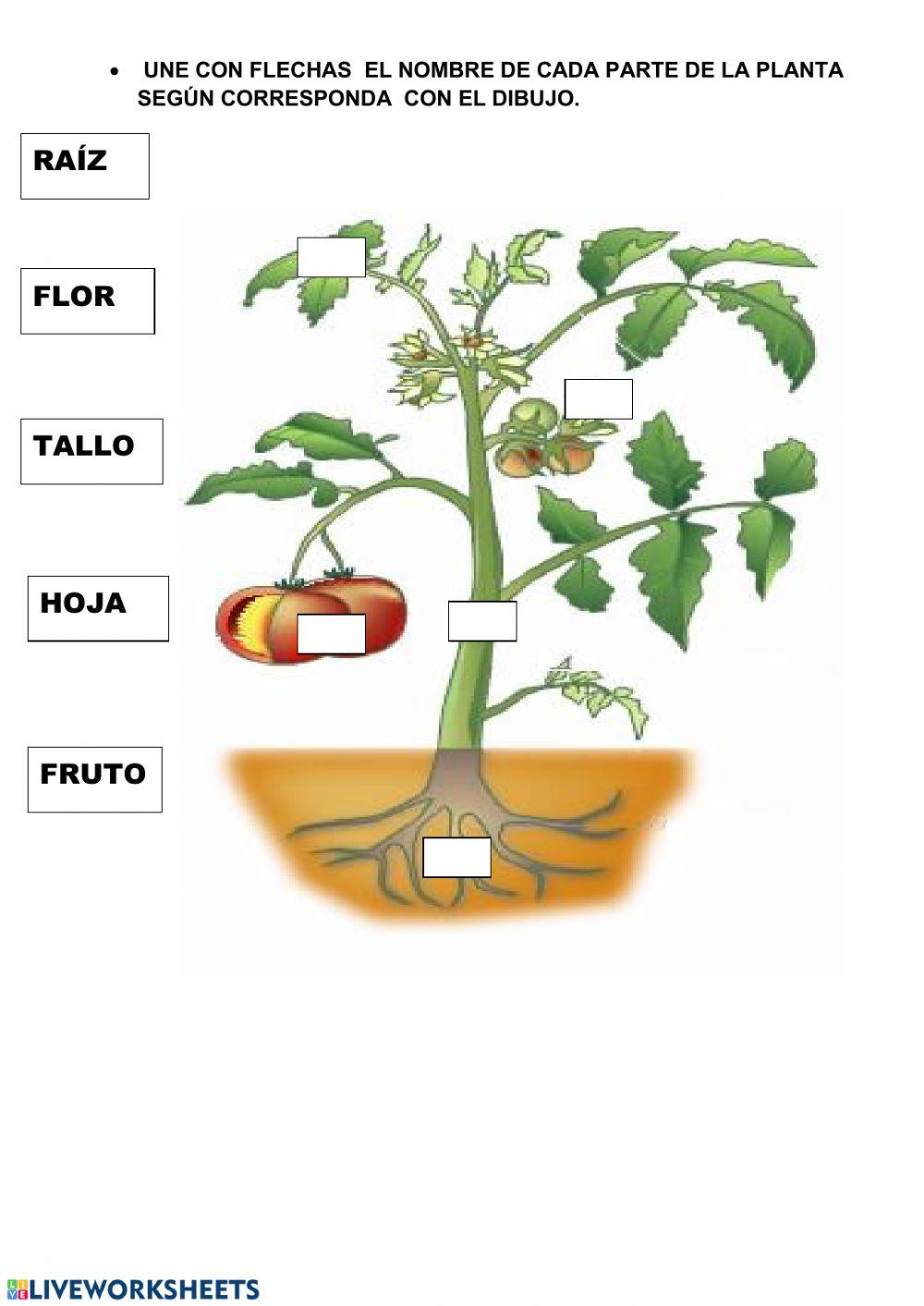 Unidad de los seres vivos.