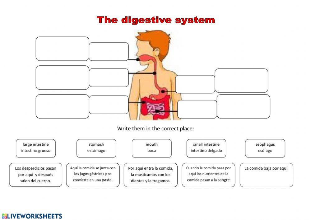 The digestive system, el sistema digestivo