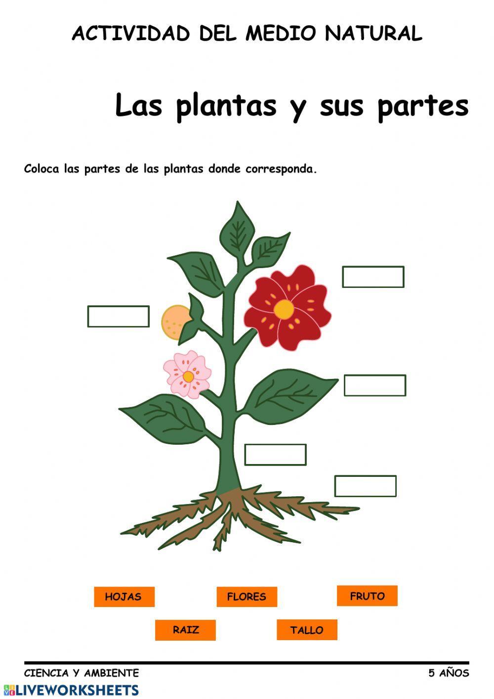 Partes de las Plantas
