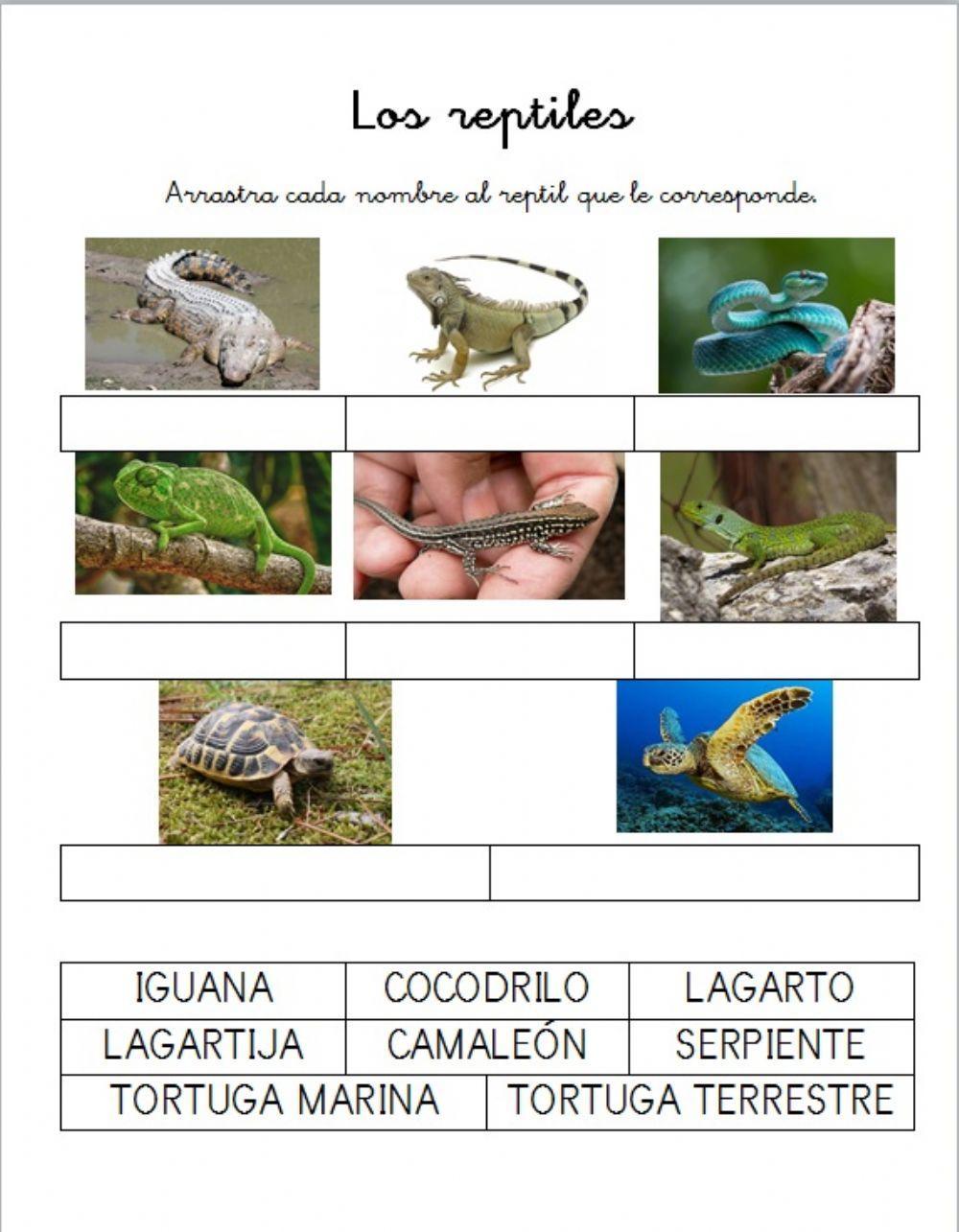 Reptiles y sus nombres