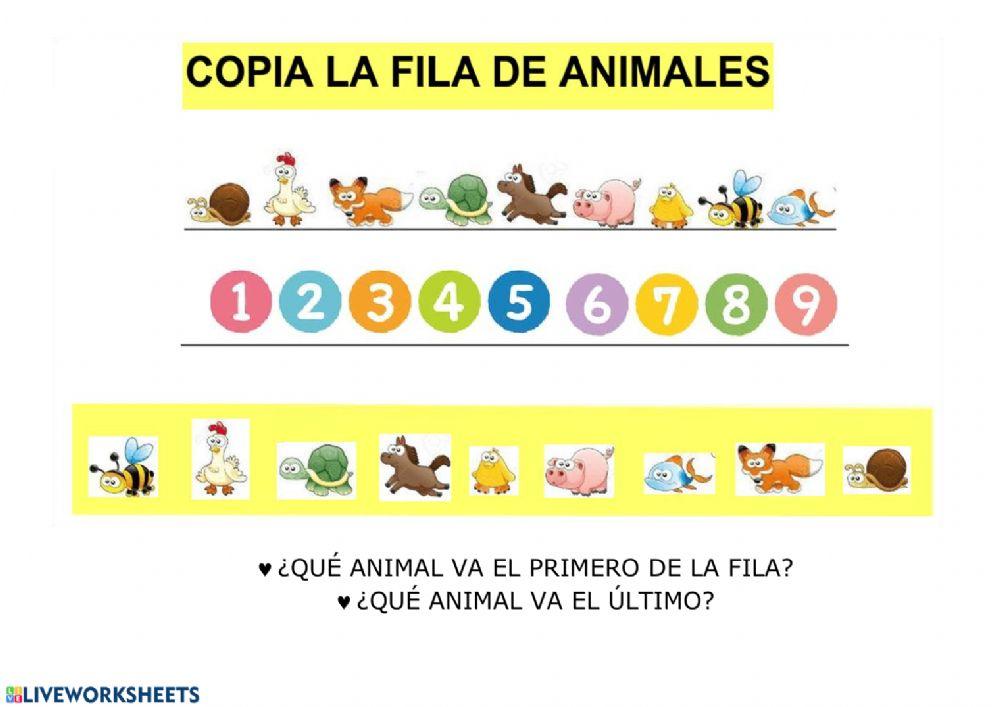 Ordena los animales- Primero y último