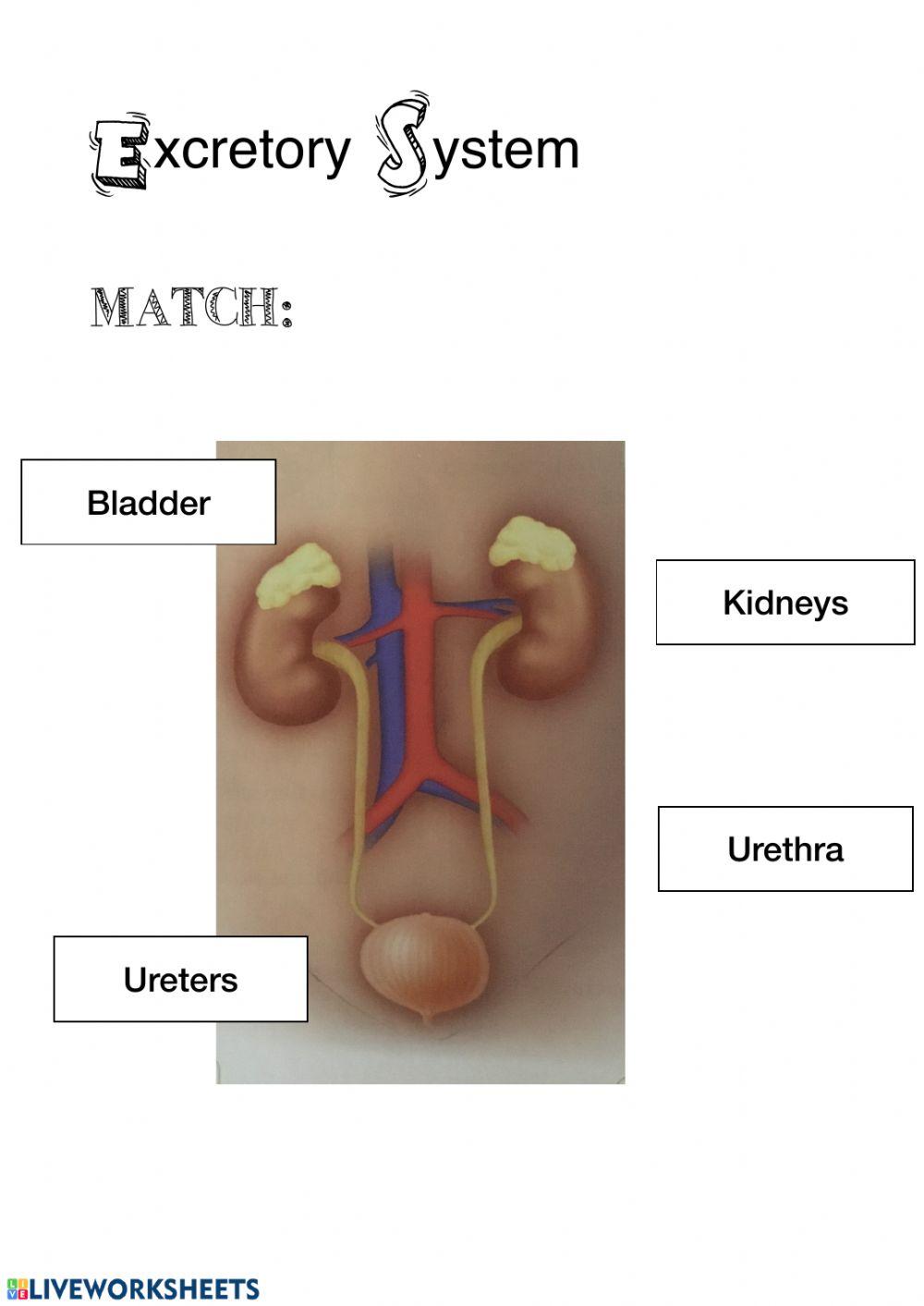 Excretory system