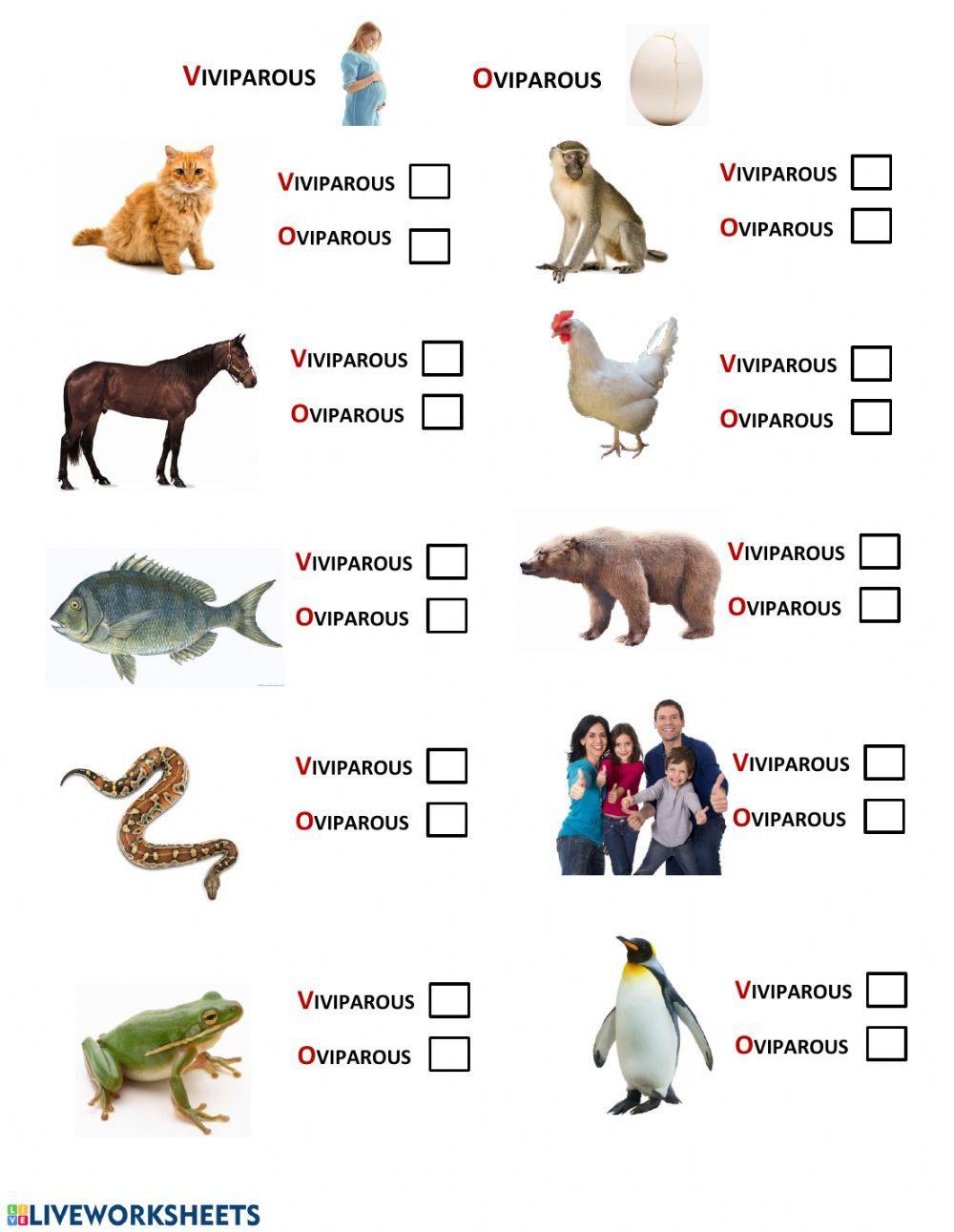 Oviparous and Viviparous Animals