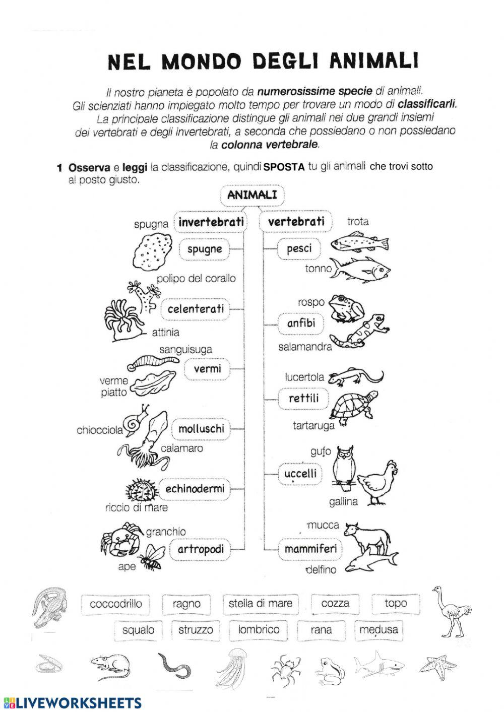 Il mondo degli animali Il mondo degli animali