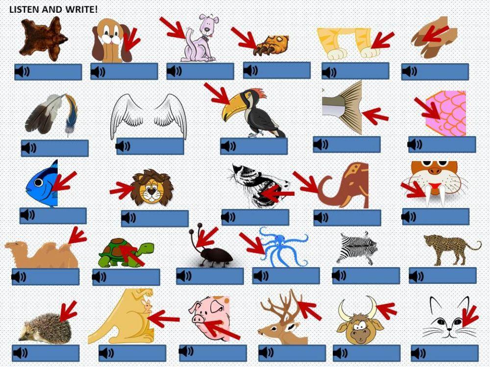 Animal body parts (listening and writing)
