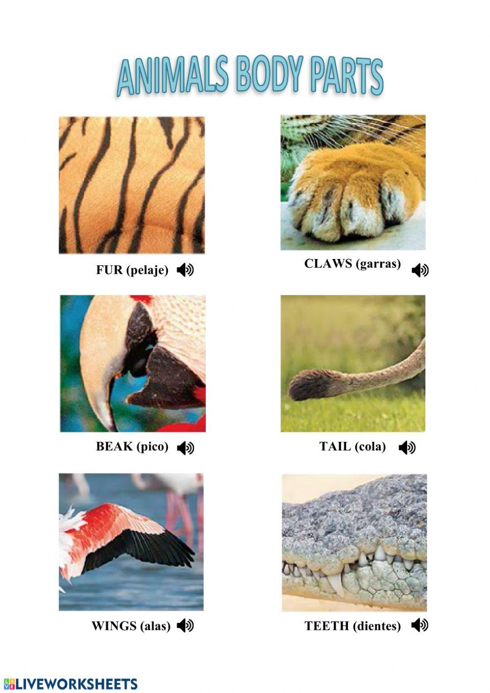 Vocabulary parts of the body (animals)