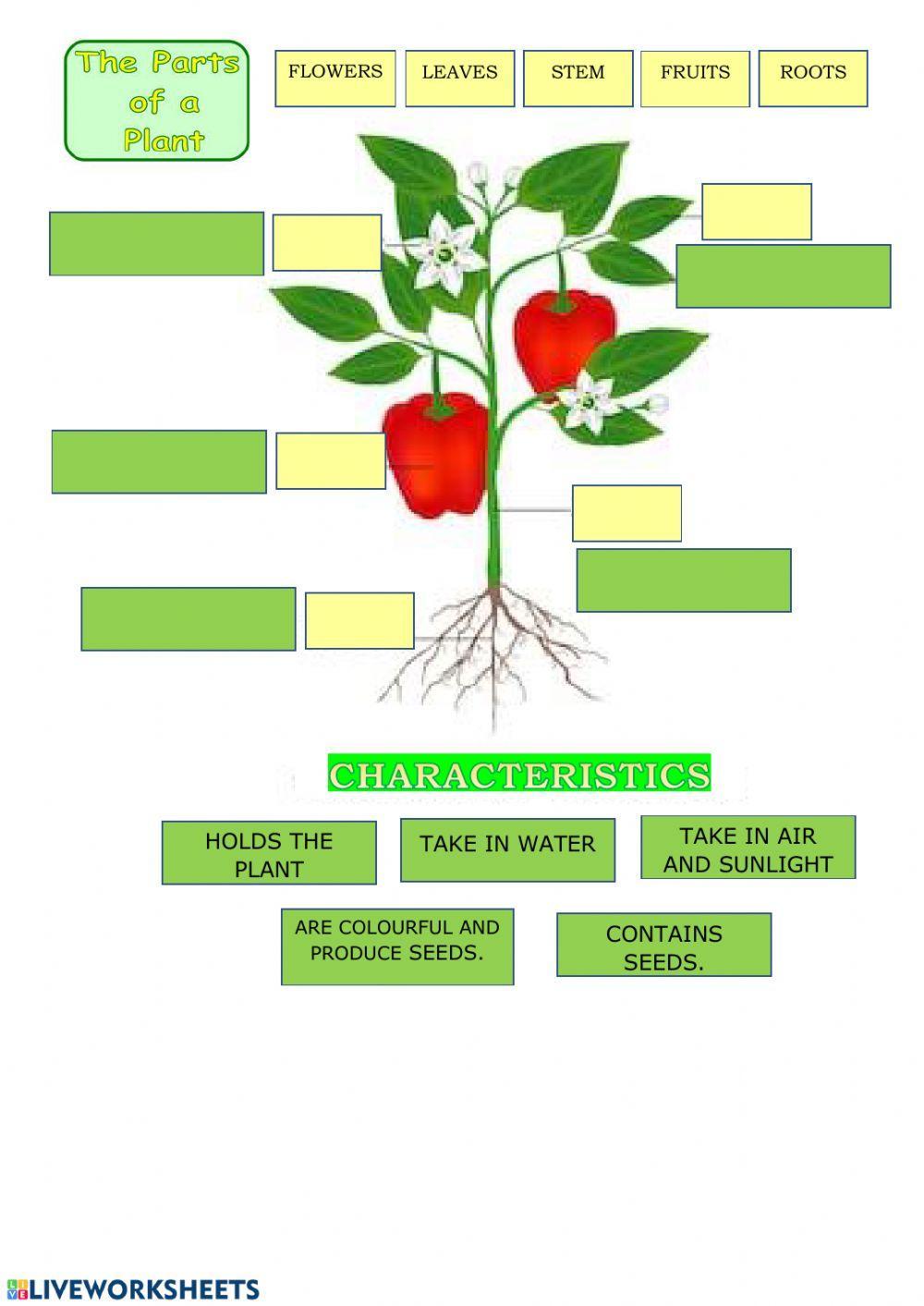 Parts of a plant