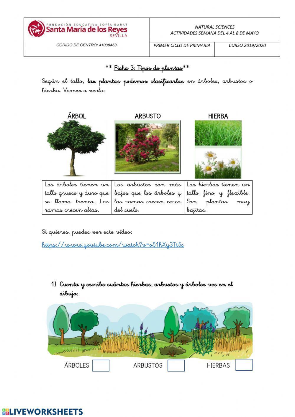 Tipos de plantas