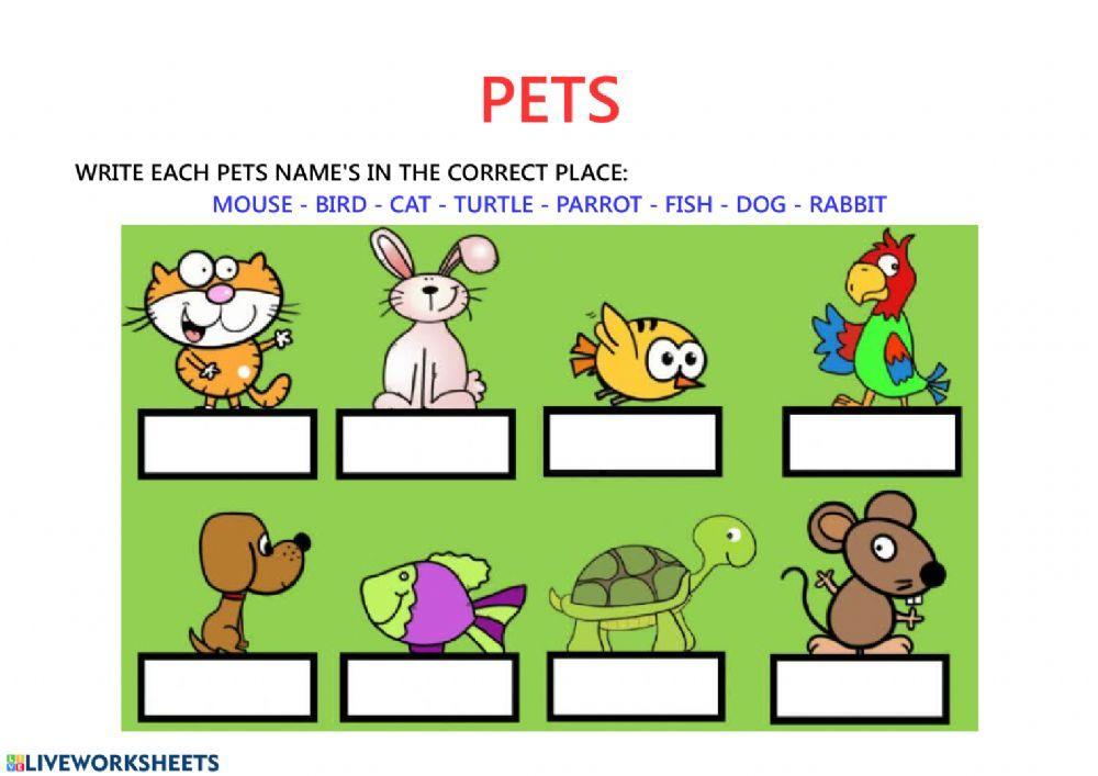 Pets-Writing vocabulary