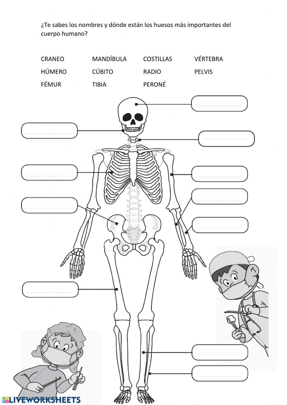 Los bebés tienen más huesos que los adultos