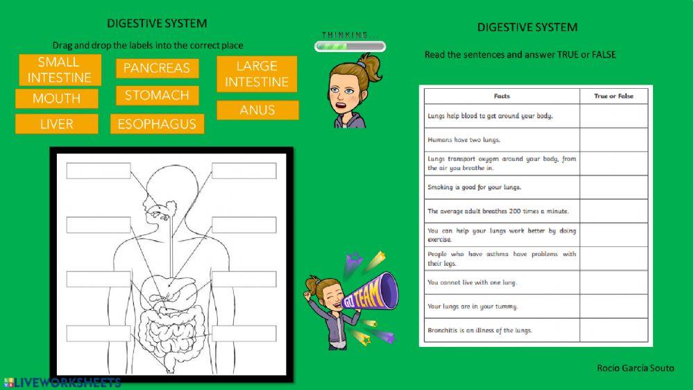 Digestive and respiratory system